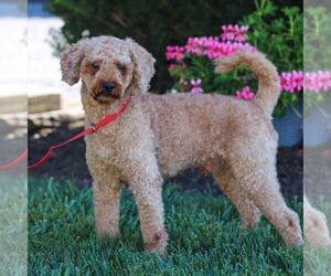 Father of the Cavapoo (Miniature) puppies born on 03/09/2026