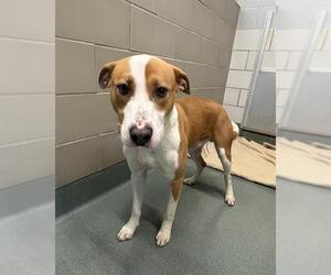 Labrador Retriever Dogs for adoption in Baytown, TX, USA