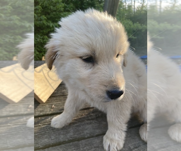 Medium Photo #6 Golden Shepherd Puppy For Sale in WEST ALEXANDRIA, OH, USA
