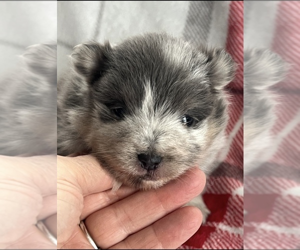 Medium Photo #4 Pomsky Puppy For Sale in NILES, MI, USA