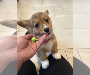 Pembroke Welsh Corgi Puppy for sale in OAKLEY, CA, USA