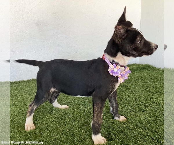 Medium Photo #2 Rat Terrier-Unknown Mix Puppy For Sale in San Diego, CA, USA