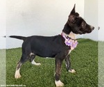 Small #1 Rat Terrier Mix