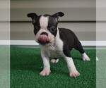 Small Photo #10 Boston Terrier Puppy For Sale in MACON, GA, USA