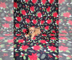 Shorkie Tzu Puppy for Sale in COOKEVILLE, Tennessee USA