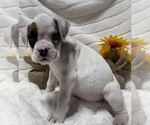Small Photo #2 Boxer Puppy For Sale in PAWNEE CITY, NE, USA