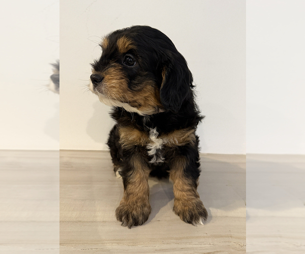 Medium Photo #4 Aussiedoodle Miniature -Goldendoodle Mix Puppy For Sale in MILLERSBURG, OH, USA