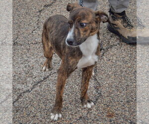 Vic - Male Boxer-Red Heeler Mix Dog for Adoption - Photo #4