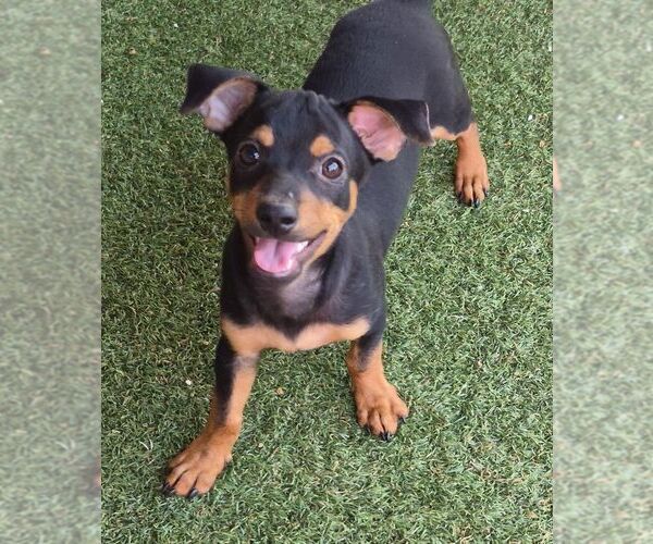 Medium Photo #1 Chiweenie Puppy For Sale in Carrollton, TX, USA
