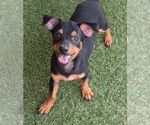 Antonio - Male Chiweenie Dog for Adoption - Small photo