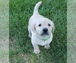 Puppy Green collar ma Labrador Retriever