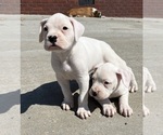 Small Photo #3 Boxer Puppy For Sale in MURFREESBORO, TN, USA