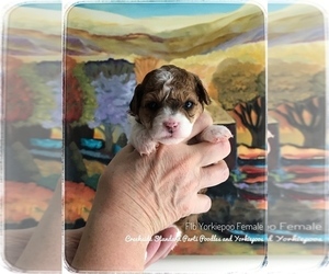 YorkiePoo Puppy for sale in BURKESVILLE, KY, USA