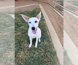 Labrador Retriever-Unknown Mix Dogs for adoption in Plano, TX, USA