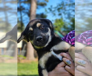 Beagle-Unknown Mix Dogs for adoption in Wakefield, RI, USA