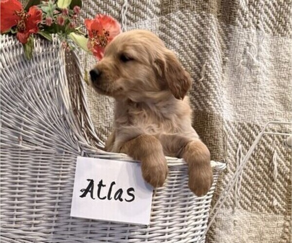 Medium Photo #2 Golden Retriever Puppy For Sale in OWEN, WI, USA