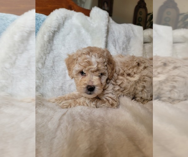 Medium Photo #14 Lhasa Apso Puppy For Sale in PHOENIX, AZ, USA
