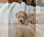 Small #13 Lhasa Apso