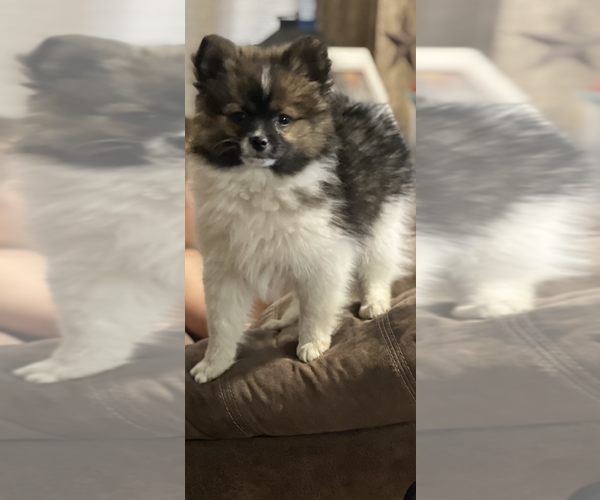 Medium Photo #1 Pomeranian Puppy For Sale in NACOGDOCHES, TX, USA