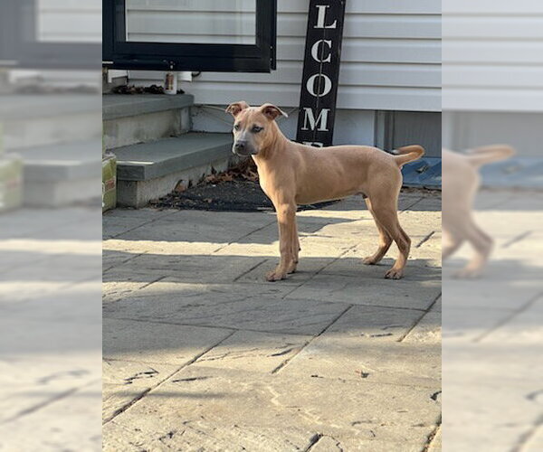 Medium Photo #3 Mutt Puppy For Sale in Jackson Township, NJ, USA