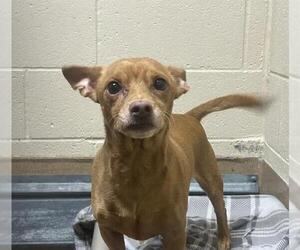 Chihuahua Dogs for adoption in Martinez, CA, USA