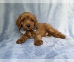 Small #5 Cavapoo (Miniature)