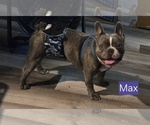 Small Photo #1 Faux Frenchbo Bulldog Puppy For Sale in ROSCOMMON, MI, USA