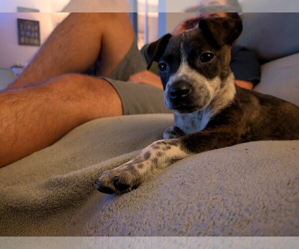 Medium Photo #3 Mutt Puppy For Sale in Kannapolis, NC, USA