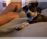 Small #2 Mutt