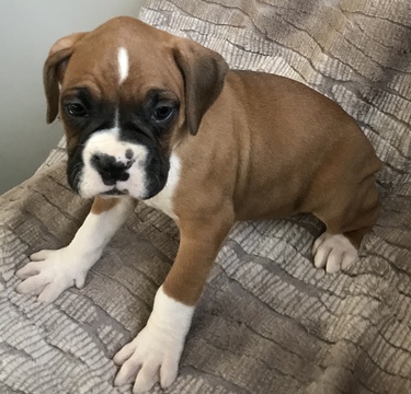 Medium Photo #8 Boxer Puppy For Sale in APPLE CREEK, OH, USA