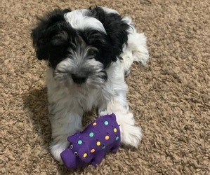 Havanese Puppy for sale in TACOMA, WA, USA