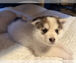 White puppy - Cassidy - Male Siberian Husky Dog for Adoption - Small photo