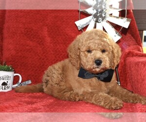 Goldendoodle (Miniature) Puppy for sale in LIBERAL, MO, USA