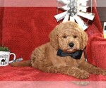 Small Goldendoodle (Miniature)