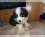 Small Photo #35 Australian Shepherd-Pembroke Welsh Corgi Mix Puppy For Sale in GALLEGOS, NM, USA