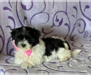 Havanese Puppy for sale in LANCASTER, PA, USA