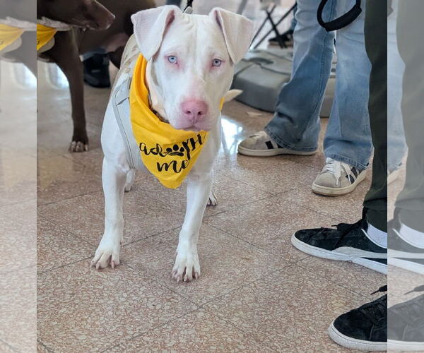 Medium Photo #5 Mutt Puppy For Sale in Brooklyn Center, MN, USA