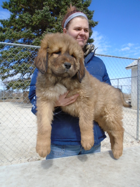 Medium Photo #1 Tibetan Mastiff Puppy For Sale in GALVA, IL, USA