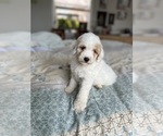 Small Photo #60 Goldendoodle (Miniature) Puppy For Sale in PENSACOLA, FL, USA