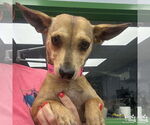 Small #1 Chihuahua Mix