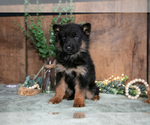 Puppy Bella German Shepherd Dog