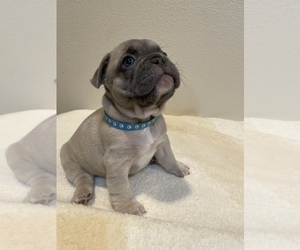 French Bulldog Dog for Adoption in RIVERSIDE, California USA
