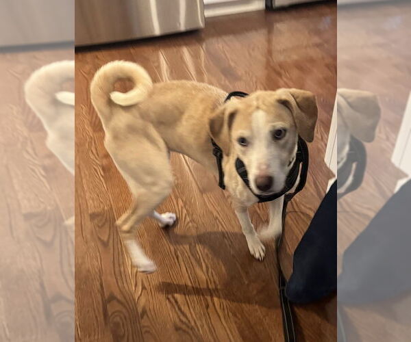 Medium Photo #7 Labrador Retriever-Unknown Mix Puppy For Sale in Greenbelt, MD, USA