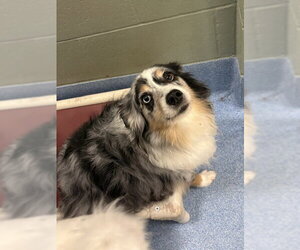 Australian Shepherd-Unknown Mix Dogs for adoption in Webster, WI, USA