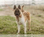 Small #6 Akita-German Shepherd Dog Mix