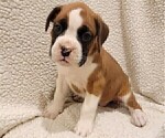 Small Photo #2 Boxer Puppy For Sale in JOLIET, IL, USA
