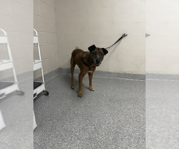 Medium Photo #1 Black Mouth Cur-Unknown Mix Puppy For Sale in Pasadena, TX, USA