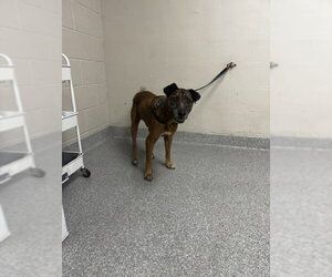 Black Mouth Cur-Unknown Mix Dogs for adoption in Pasadena, TX, USA