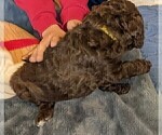 Small Photo #3 Labradoodle Puppy For Sale in JOPLIN, MO, USA