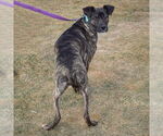 Small #3 Boxer Mix